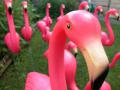 afbeelding van flamingo